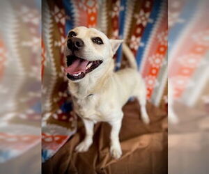 Chihuahua-Unknown Mix Dogs for adoption in Pleasanton, TX, USA