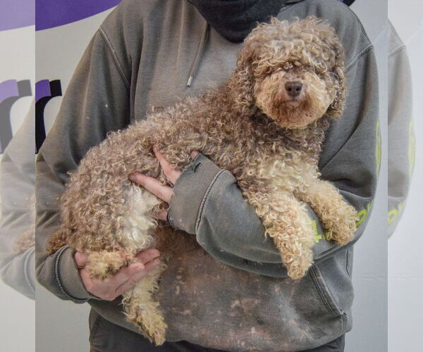 Medium Photo #2 Mutt Puppy For Sale in Huntley, IL, USA