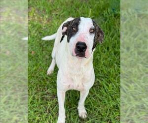 Bull Terrier-Unknown Mix Dogs for adoption in Conroe, TX, USA