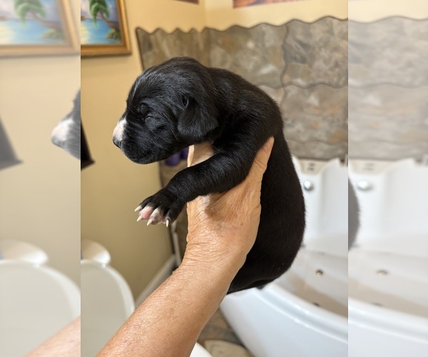 Medium Photo #15 Great Dane Puppy For Sale in CLANTON, AL, USA