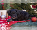 Small #2 Mutt-Schnauzer (Miniature) Mix