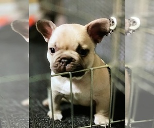 French Bulldog Puppy for sale in SACRAMENTO, CA, USA
