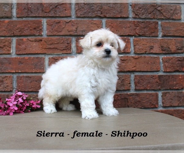 Medium Photo #2 Shih-Poo Puppy For Sale in CLARKRANGE, TN, USA