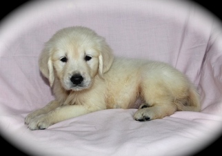 Golden Retriever Puppy for sale in DENTON, TX, USA