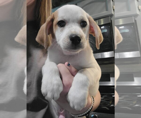 Medium Photo #1 Basset Hound-Unknown Mix Puppy For Sale in New London, WI, USA