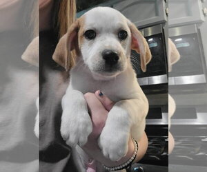 Basset Hound-Unknown Mix Dogs for adoption in New London, WI, USA