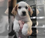 Small Basset Hound Mix