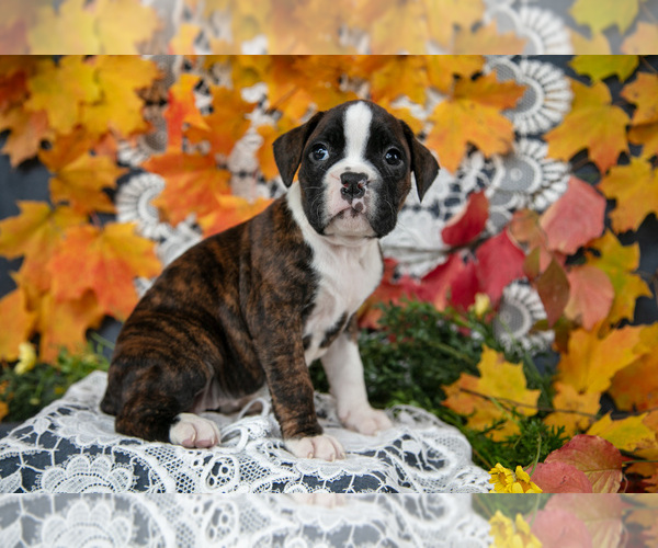 Medium Photo #17 Boxer Puppy For Sale in SHILOH, OH, USA