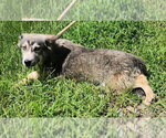 Small Siberian Husky Mix