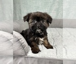 Small #5 Shorkie Tzu