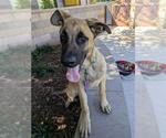 Small #3 Labrador Retriever Mix