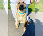 Small #6 German Shepherd Dog Mix