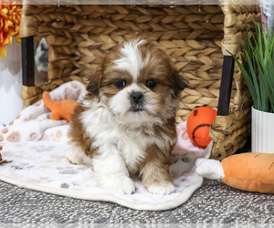 Shih Tzu Puppy for sale in SYRACUSE, IN, USA