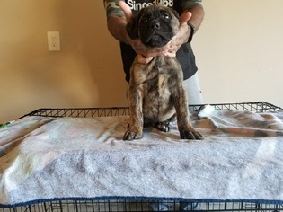 Cane Corso Puppy for sale in LOUISVILLE, KY, USA