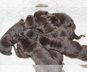 Labrador Retriever Puppy for sale in FORT COLLINS, CO, USA