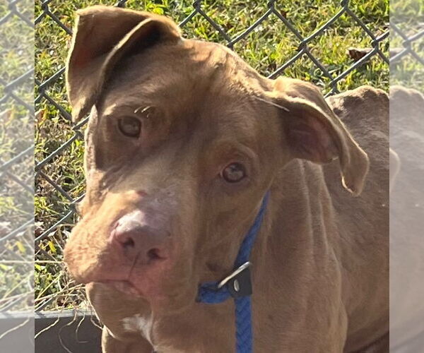 Medium Photo #1 Mutt Puppy For Sale in Tarboro, NC, USA