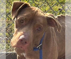 Mutt Dogs for adoption in Tarboro, NC, USA