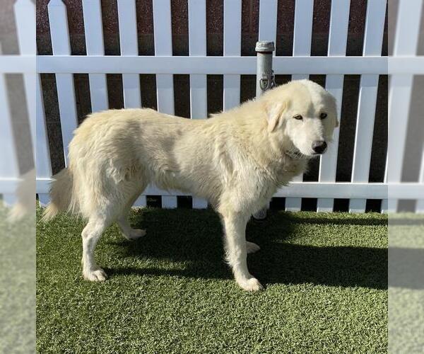 Medium Photo #1 Great Pyrenees-Unknown Mix Puppy For Sale in Modesto, CA, USA