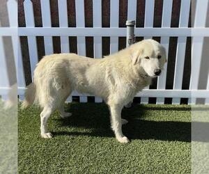 Great Pyrenees-Unknown Mix Dogs for adoption in Modesto, CA, USA