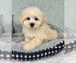 Small #3 Maltipoo