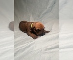 Puppy Delta Rhodesian Ridgeback