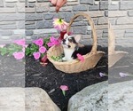 Puppy Snickers Pembroke Welsh Corgi