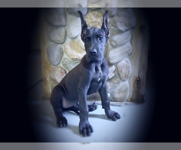 Medium Photo #1 Great Dane Puppy For Sale in OCALA, FL, USA
