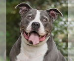 Small #2 American Pit Bull Terrier