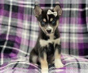 Pomsky Puppy for sale in LAKELAND, FL, USA