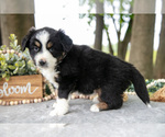 Small #1 Miniature American Shepherd