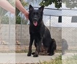 Small Photo #1 Belgian Malinois Puppy For Sale in HIGHLAND, CA, USA