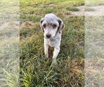Small #3 Poodle (Miniature)