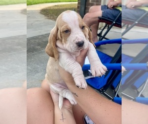 Basset Hound Puppy for sale in MANCHESTER, TN, USA