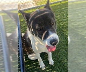 Akita Dogs for adoption in Downey, CA, USA