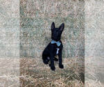 Small Photo #1 Belgian Malinois Puppy For Sale in BAKERSFIELD, CA, USA