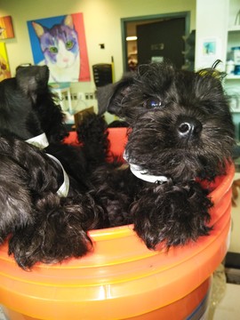 Medium Photo #1 Schnauzer (Miniature) Puppy For Sale in RUSKIN, FL, USA