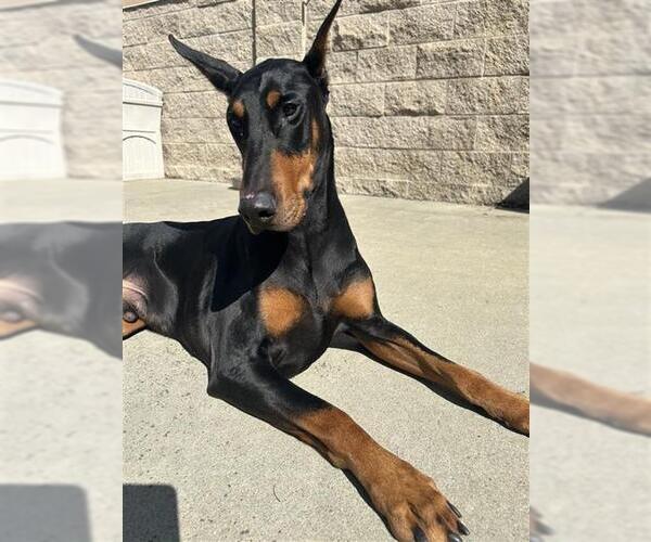 Medium Photo #1 Doberman Pinscher Puppy For Sale in Fremont, CA, USA