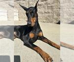 Small Doberman Pinscher
