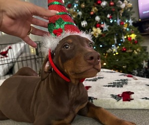 Doberman Pinscher Puppy for Sale in BROCKTON, Massachusetts USA