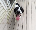 Small #10 Border Collie Mix