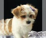 Bailey - Female Morkie Puppy for Sale - Photo #6