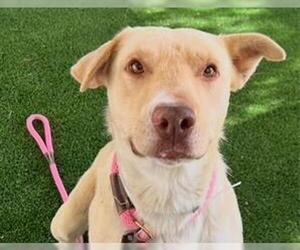 Labrador Retriever Dogs for adoption in Redwood City, CA, USA