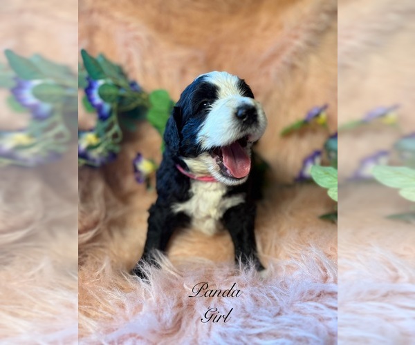 Medium Photo #8 Golden Mountain Doodle  Puppy For Sale in SAINT CLOUD, MN, USA