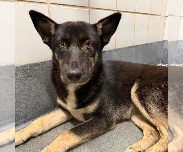 Medium Photo #1 Siberian Husky-Unknown Mix Puppy For Sale in San Antonio, TX, USA