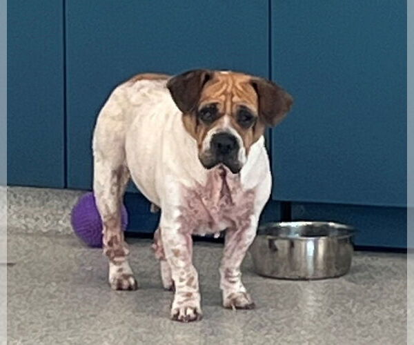 Medium Photo #5 Beabull Puppy For Sale in Brookville, OH, USA