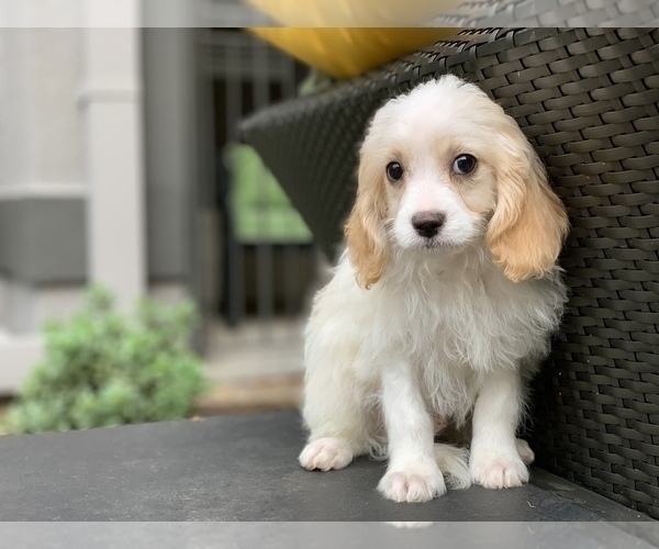 Medium Photo #1 Cavachon Puppy For Sale in HOUSTON, TX, USA