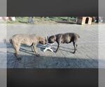Small Photo #11 Cane Corso Puppy For Sale in CITY INDUSTRY, CA, USA