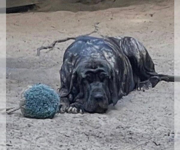 Medium Photo #3 Brazilian Mastiff Puppy For Sale in Jasper, AL, USA