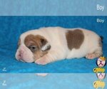Small Photo #13 Neapolitan Mastiff Puppy For Sale in WASHBURN, MO, USA