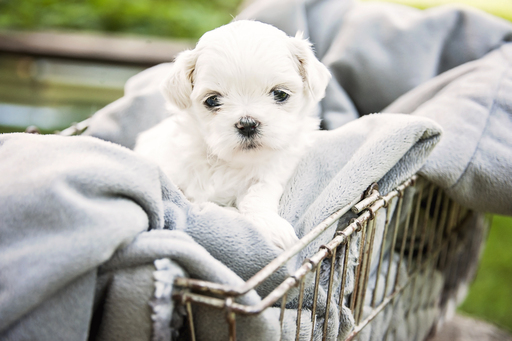 Medium Photo #1 Shih Tzu Puppy For Sale in SIOUX CENTER, IA, USA
